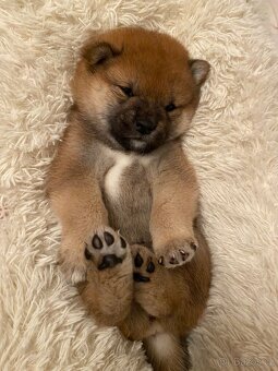 Shiba inu s PP - 2