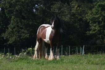 Irský cob valach - 2