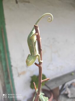 chameleon jemenský, terárium - 2