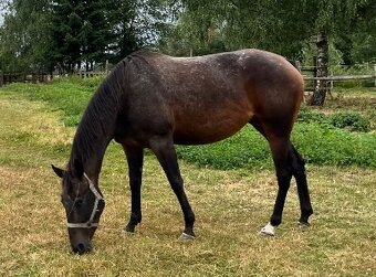 Prodam klisnu Appaloosa - 2