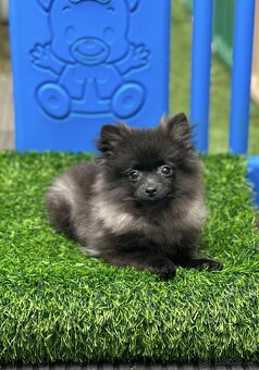 Pomeranian s PP (fenečka) - 2