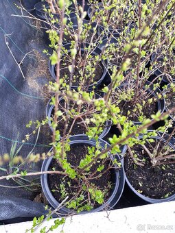 Spiraea tavolnik vanhouteuv bile kvety - 2
