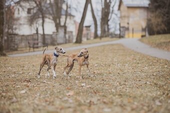 Whippet-krytí, uchovněný - 2