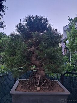 Bonsai,bonsaj Borovice - 2