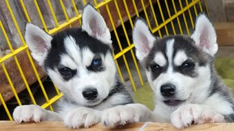 Sibiřský husky bez PP - poslední 3 kluci - 2