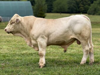 Plemenný býk charolais II. turnus - 2