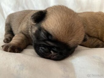 Mops - 2