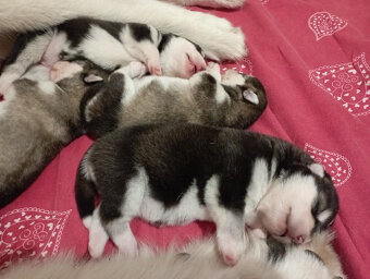 Aljašský malamut – štěňátka s PP - 2