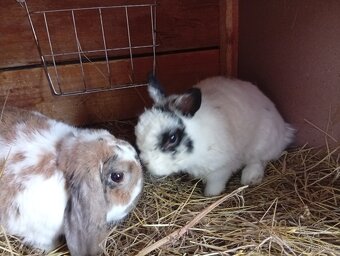 Zakrslý králík - 2