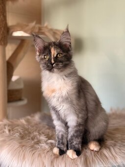 Mainska mývalí s PP - 2