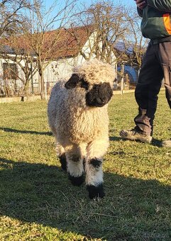 Walliserská černonosá ovce - beránek, walliser - 2