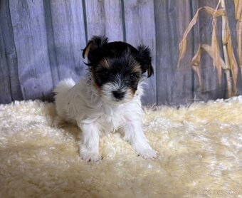 Biewer Jorkšírský Teriér - 2