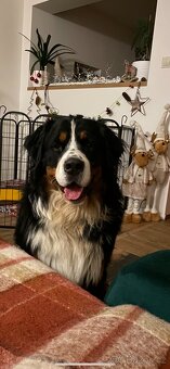 Bernský Salašnický pes - štěňata - 2