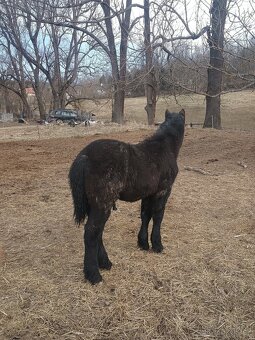 Percheron - 2