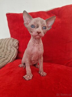 Kanadsky sphynx bez PP - 2