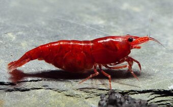 Krevetky - Neocaridina Bloody Mary - 2