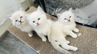 Ragdoll - 2