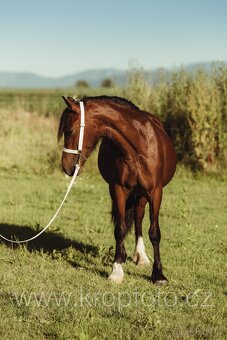 klisna Welsh pony of cob type - 2