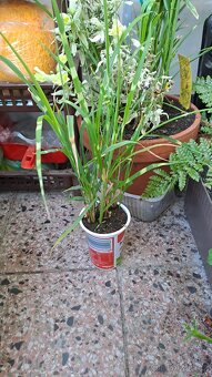 MISCANTHUS SINENSIS ZEBRINUS PRODÁM - 2
