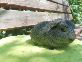 Cuy morče samec Kiwi - 2