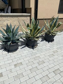 ALOE VERA - 2