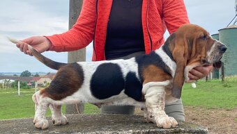 Basset Hound štěňátka s PP - 2