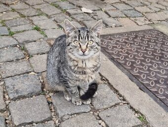 Daruji koťátko - 2