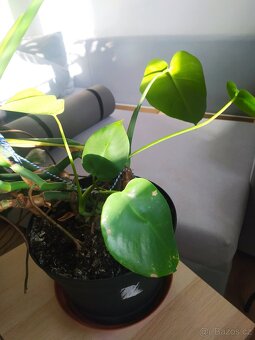 Pokojovka Monstera deliciosa - 2