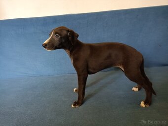 Whippet - štěňátka bez PP - 2
