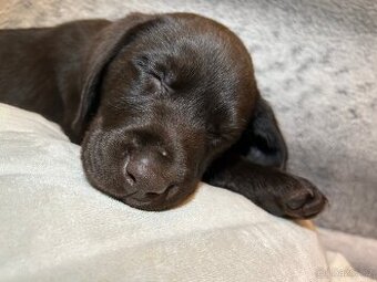 Labradorský retrívr HNĚDÝ - 2