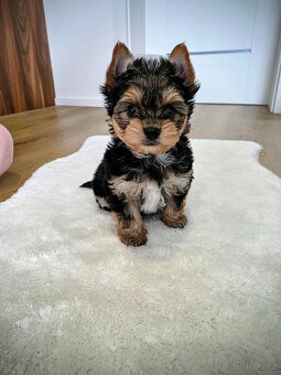 Yorkšírský terier - 2