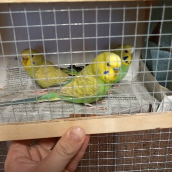 Andulka Vlnkovaná - 2