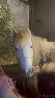 Kobylka s hříbátkem - 2