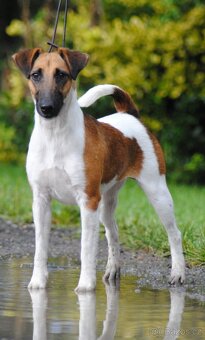 Foxteriér hladkosrstý s PP - 2