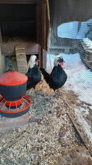 Zdrobnělé holandanky - 2