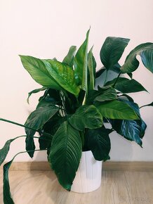 Obří husté Spathiphyllum / Lopatkovec 03 - 2