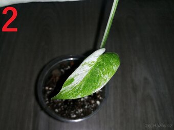 2.Monstera Deliciosa Albo variegata - Krásná menší rostlinka - 2