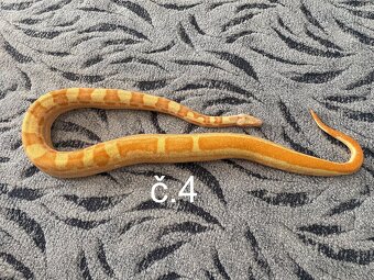 Boa constrictor - Hroznýš královský - 2