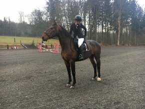 Valach do sportu i rekreace po Grand Step - 2
