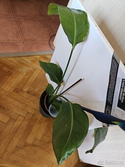 Pokojová rostlina Strelície Nikolai - 2