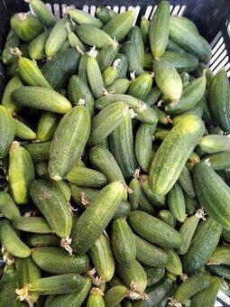 okurky nakladačky 4až 7 cm - 2