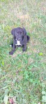 Labradorský retrívr - 2