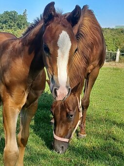 Quarter horse klisnička - 2