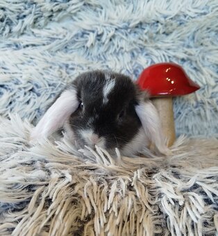 Minilop - anglický zakrslý beránek s VP - 2