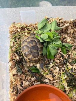 Suchozemska zelva - 2