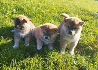 Štěňátka Shiba inu - 2
