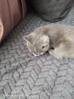 Britská koťátka - 2