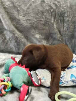 Labradorský retriever s PP tmavě hnědé barvy - 2