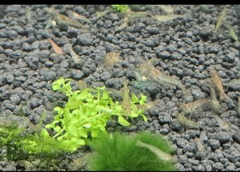 Krevetky Neocaridina - 2