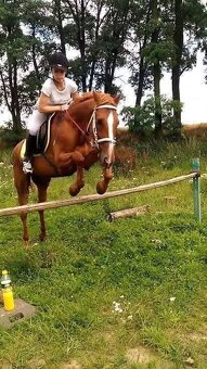 Hledám pronájem koníka - 2